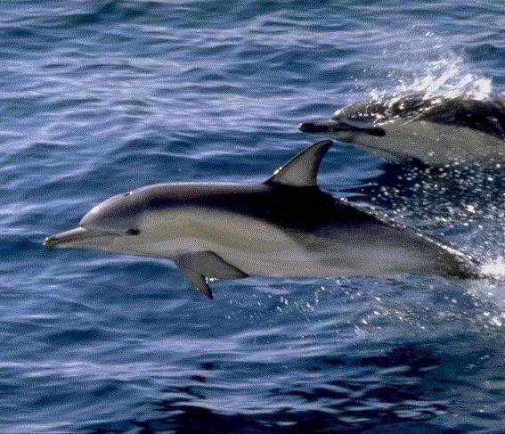 show me a picture of a dolphin fish show me a picture of a dolphin fish